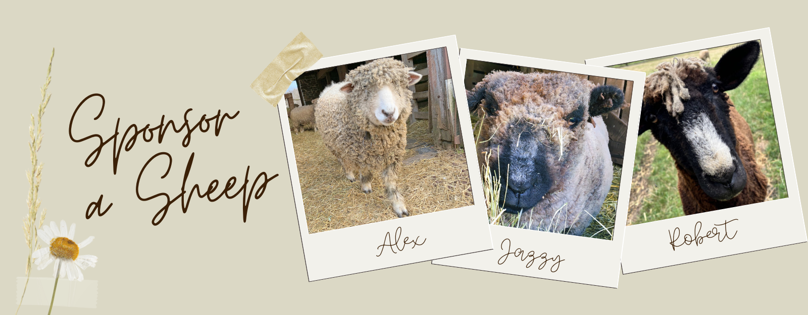 Sponsor%20a%20Sheep%20Website.png